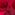 Aditi Mangaldas, a 63 year-old Gujarati woman, is pictured on a close up on a bare stage bathed in a vivid pink light.